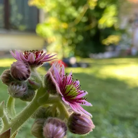 Stilvolle In Idyllischer Lage 公寓 巴特塞京根