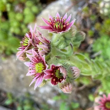 公寓 Stilvolle In Idyllischer Lage